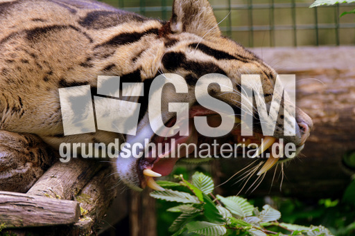 Nebelparder (11).jpg